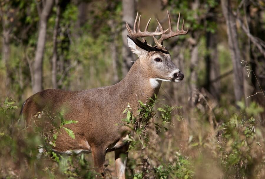 deer
