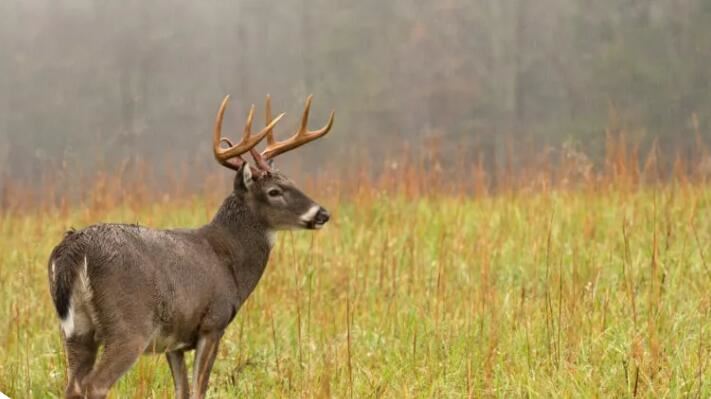 deer hunting